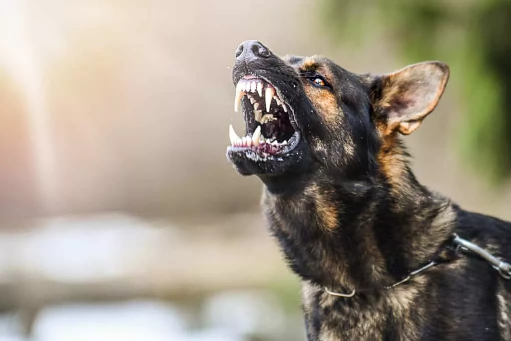 How to prevent dog bites in New York