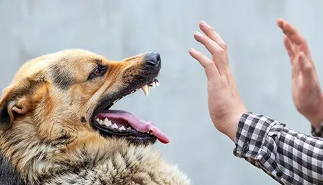 Dog Bites